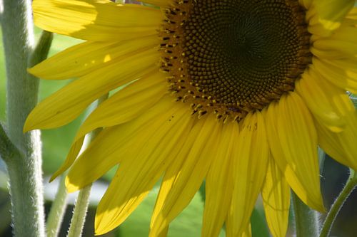 Een zonnebloembloem in de tuin