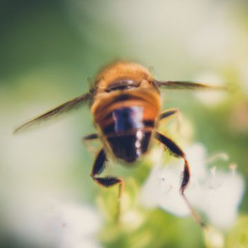 At searches nectar by Karens Fotografie
