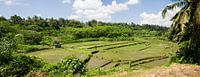 Rijstvelden panorama op Bali van Leanne lovink thumbnail