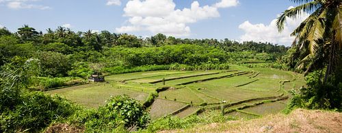 Rijstvelden panorama op Bali