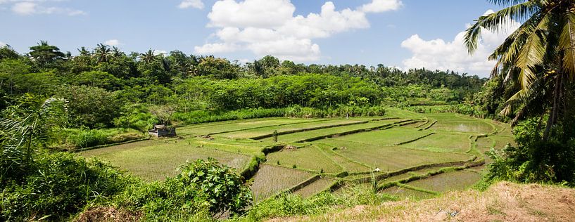 Rijstvelden panorama op Bali van Leanne lovink