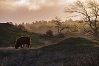 Europäischer Wisent bei Sonnenaufgang