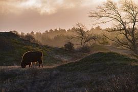 Wisent at sunrise by Renso de Wind