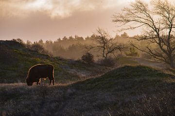 Bison européen au lever du soleil sur Renso de Wind