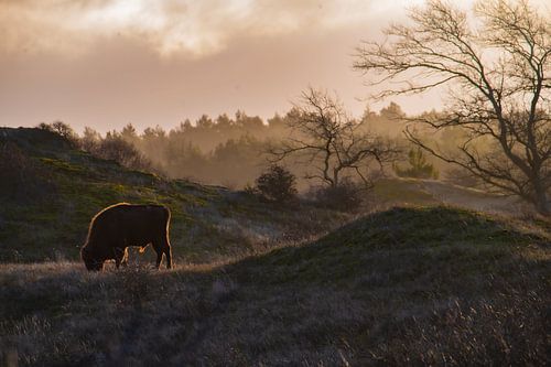 Europäischer Wisent bei Sonnenaufgang