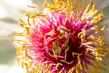 Close-up of the blossom of a white peony by Andreas Nägeli