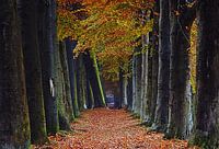 tree gallery