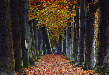 tree gallery