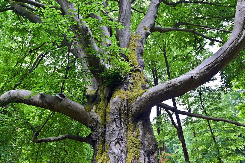 Märchenhafter Zauberbaum in Joachimsthal am Werbellinsee von Silva Wischeropp