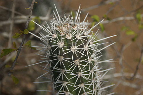 Cactus