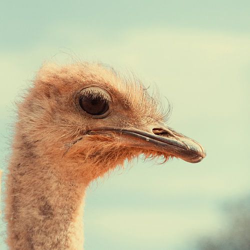 Kop van een struisvogel 