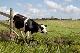 Nederlands landschap von W J Kok