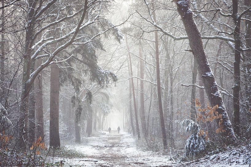 Winters bomen laantje in het Zeisterbos! van Peter Haastrecht, van