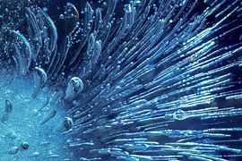 Cool Blue by Petra Leusmann