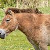 Przewalskipaard geniet van de lente zon van Heleen de Silva