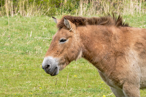 Przewalskipaard geniet van de lente zon