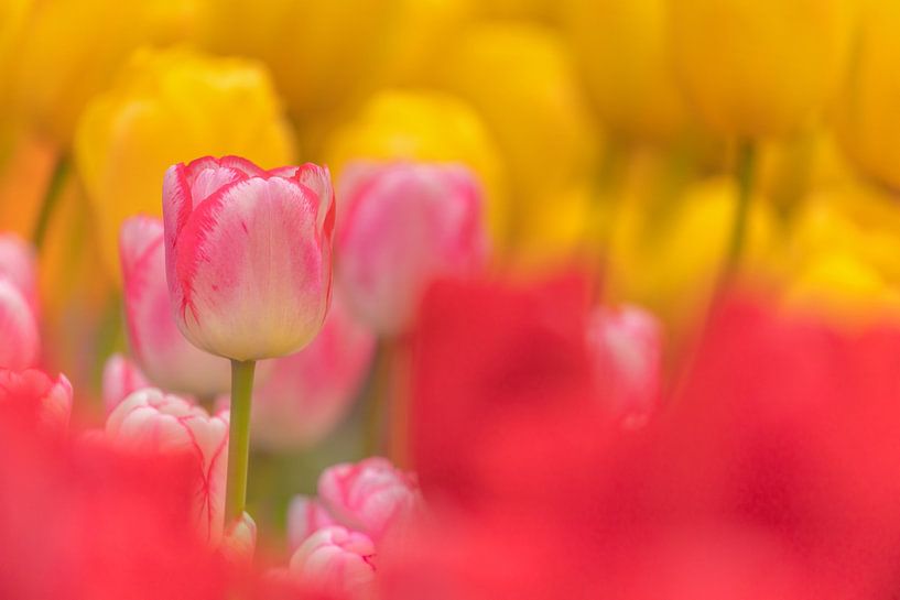 Tulips by Andy Luberti