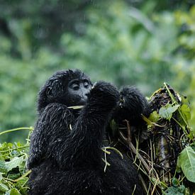 Gorilla Eating van linda ter Braak