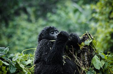 Gorilla Eating van linda ter Braak