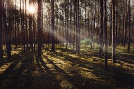 Sonnenstrahlen im Wald von Skyze Photography by André Stein