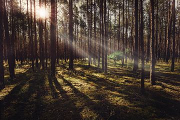 Zonnestralen in het bos van Skyze Photography by André Stein