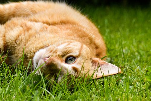 Niedliche rote Katze