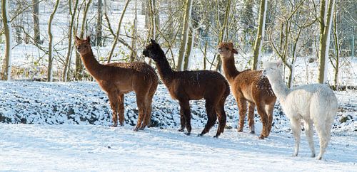 Alpaca's in de sneeuw