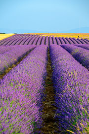 Lavendelblüten in der Provence bei Sonnenuntergang von Sjoerd van der Wal Fotografie