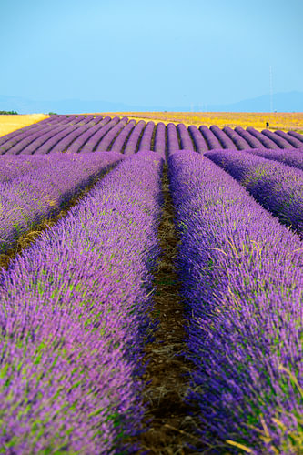 Lavender blossoming in the Provence during sunset by Sjoerd van der Wal Photography