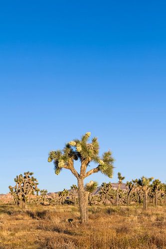 Idyll in Joshua Tree National Park