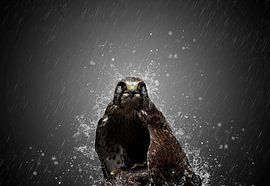 La fixation von Catherine Fortin