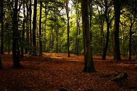 in the woods von Marc Kaminsky