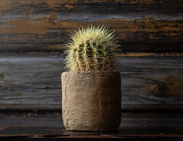 Cactus dans un pot de poterie sur Irene Ruysch