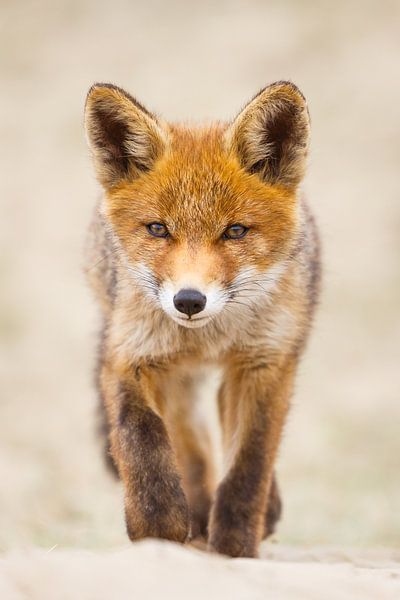red fox cub by Pim Leijen