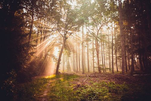 Kaapse Bossen - Doorn (The Netherlands)