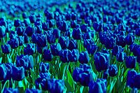 TULIPS BLUE PROCESSED