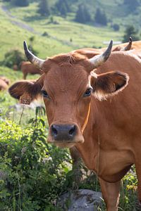 Vache dans la lumière du matin.