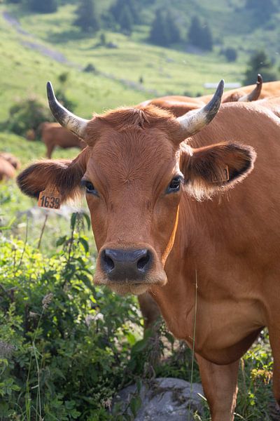 Vache dans la lumière du matin. par Christa Stroo photography