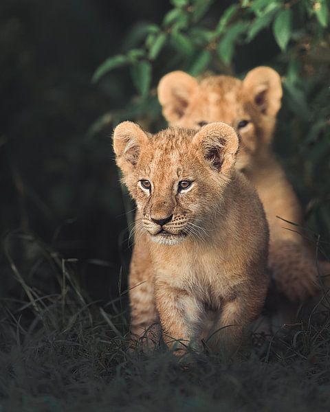 Untitled by Ahmed Sobhi