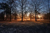 Les premiers rayons de soleil traversent les arbres.