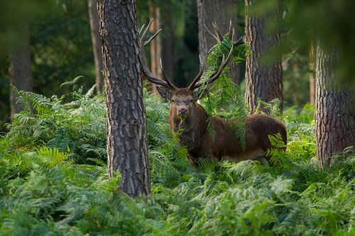 Bronstig Edelhert in boslandschap met varens