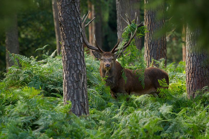 Bronstig Edelhert in boslandschap met varens van Jeroen Stel