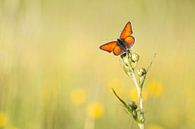 Un papillon rouge attrape les derniers rayons du soleil par Judith Borremans Aperçu