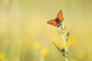 Roter Schmetterling fängt die letzten Sonnenstrahlen ein von Judith Borremans