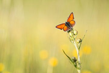 Un papillon rouge attrape les derniers rayons du soleil sur Judith Borremans