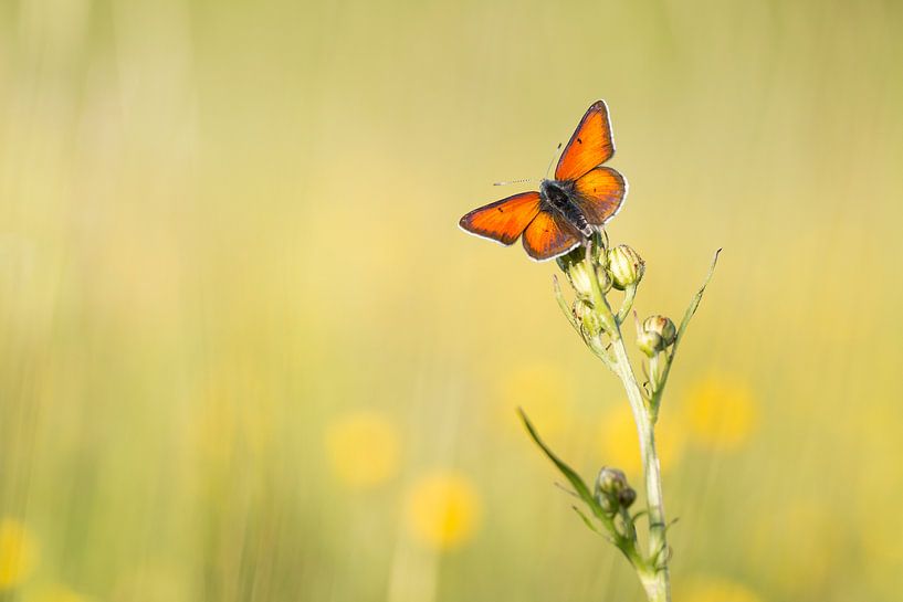 Red Copper catches the last sunshine by Judith Borremans