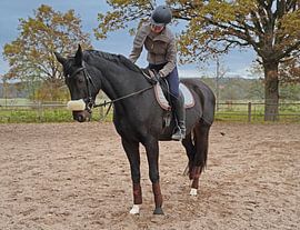 Training with the Bayer black horse Baveria on a riding arena in autumn