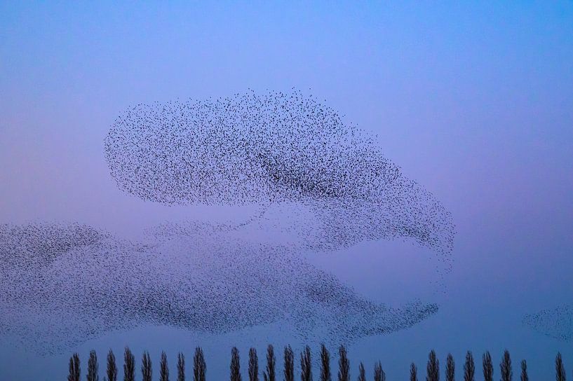 Starling murmuration during sunset at the end of the day by Sjoerd van der Wal Photography