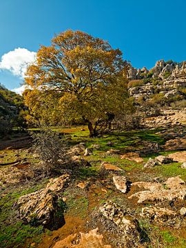 Natuurschoon van Andalusië - Sprookjesachtige boom in herfstkleuren van BHotography