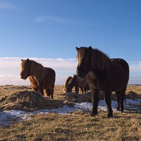 Isländische Pferde von Leon Eikenaar